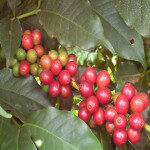 巴西紅波旁RED BOURBON 剝皮日曬