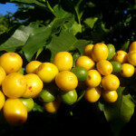 巴西黃卡度阿依 CATUAI 剝皮日曬